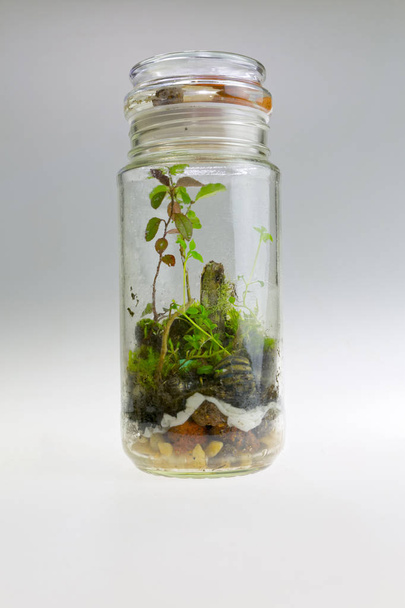 pflanzliche Anordnung in einem Glas. Zierterrarium - Foto, Bild
