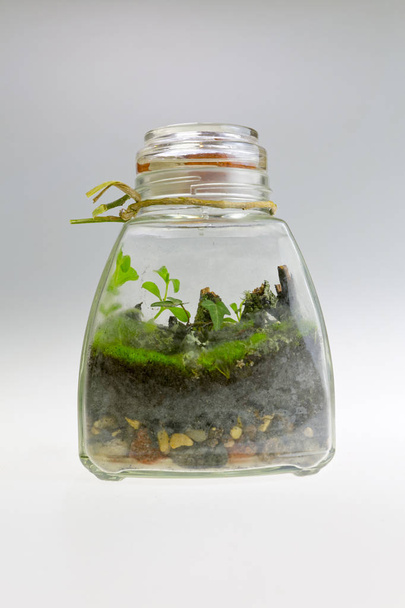 Plant arrangement in a glass jar. Decorative terrarium - Photo, image