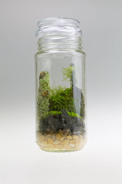 Plant arrangement in a glass jar. Decorative terrarium - Foto, imagen