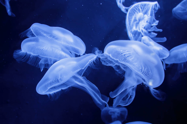 Медузы с освещённым светом плавают в аквариуме
 - Фото, изображение