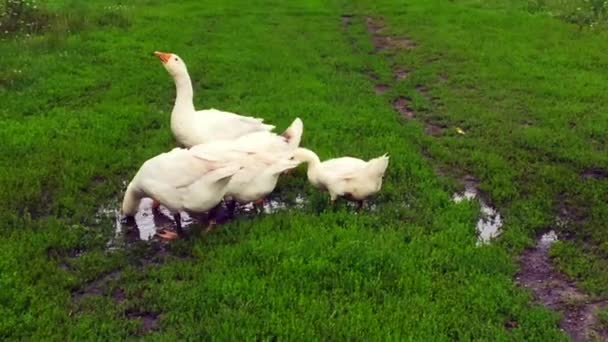 Familia de animales blancos gansos ir a beber agua del estanque. Los gansos caminan juntos sobre hierba verde. Hermosos gansos domésticos en el pueblo al aire libre, ganso pájaro salvaje y ganso para beber líquido húmedo
 - Metraje, vídeo