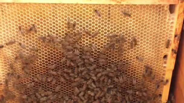 背景六角形テクスチャ、ミツバチの巣箱からワックス ハニカムは、黄金の蜂蜜でいっぱい。マクロの概要蜜蝋、蜂蜂の巣から黄色の甘い蜜で構成されるハニカム。蜂蜂の巣の蜜蜜. - 映像、動画