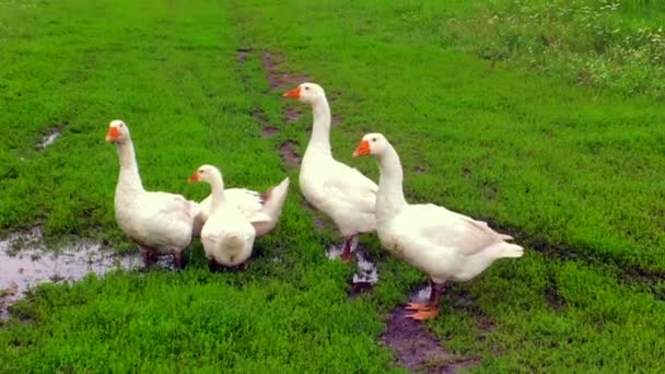 Familia de animales blancos gansos ir a beber agua del estanque. Los gansos caminan juntos sobre hierba verde. Hermosos gansos domésticos en el pueblo al aire libre, ganso pájaro salvaje y ganso para beber líquido húmedo
 - Metraje, vídeo