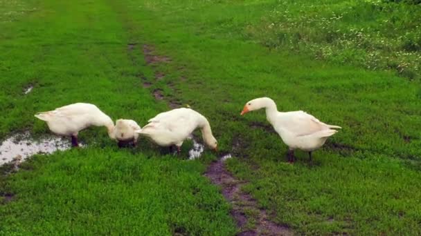Famille d'oies blanches vont boire de l'eau de l'étang. Les oies marchent ensemble sur l'herbe verte. Belles oies domestiques dans le village à l'extérieur, l'oie des oiseaux sauvages et la gander se précipitent pour boire liquide humide - Séquence, vidéo