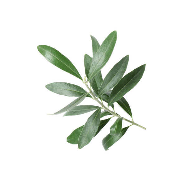Twig with fresh green olive leaves on white background - Foto, Imagen