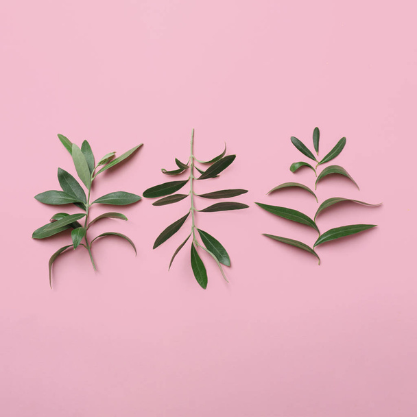 Twigs with fresh green olive leaves on color background, flat lay - Foto, Bild