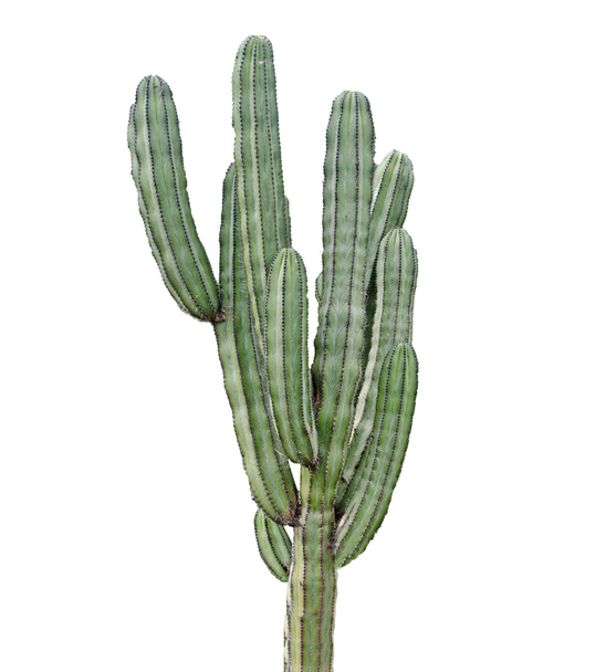 Kaktus - Zdjęcie, obraz