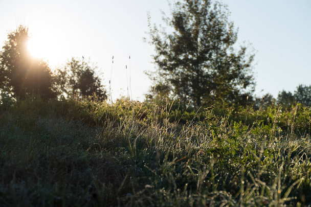 buz gibi serin bir çayır yeşil çim ile sabahı - Fotoğraf, Görsel