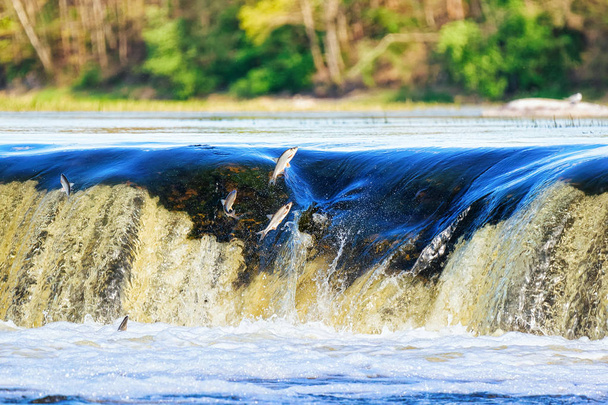 西ラトビアのクルゼメのクルディガのベンタスルンバ滝で魚を飛ばす。かつてはゴールディンゲンと呼ばれていた. - 写真・画像