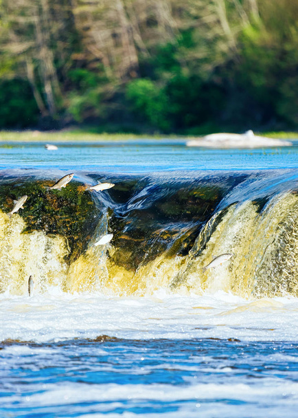 fliegende Fische am Ventas Rumba Wasserfall in Kuldiga im Westen Lettlands. Die Stadt hieß früher goldingen. - Foto, Bild