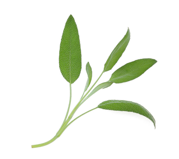 sage leaf isolated on white background, top view, flat lay - Valokuva, kuva