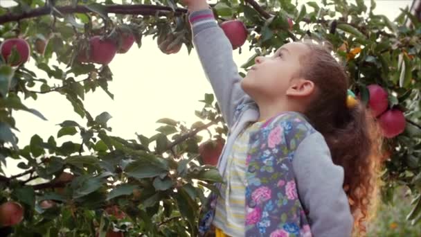 Niña bonita recoge una manzana roja grande de un árbol, sobre un hermoso fondo de cielo al atardecer
. - Metraje, vídeo