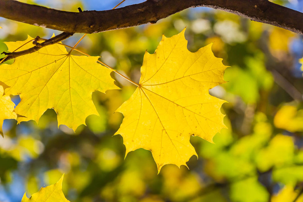 A maple branch with two gold and yellow carved leaves on a blurred background is in a park in autumn - Fotografie, Obrázek