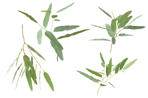 eucalyptus isolé sur fond gris avec chemin de coupe. - Photo, image