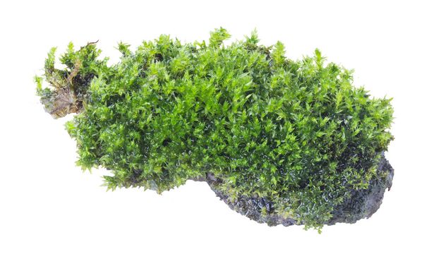 Groen mos geïsoleerd op witte achtergrond close-up. - Foto, afbeelding
