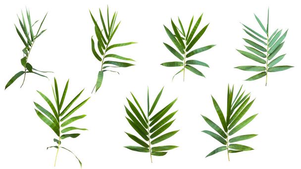 bamboo isolated on gray background with clipping path - Photo, Image