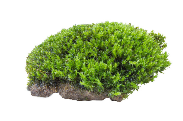 Green moss isolated on white background close up. - Photo, Image