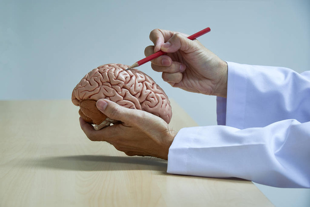 Нейрохирург, демонстрирующий анатомию модели мозга человека с помощью красного карандаша в медицинском кабинете
 - Фото, изображение