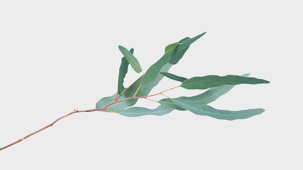 eukaliptusa izolowanego na szarym tle ze ścieżką wycinania. - Zdjęcie, obraz