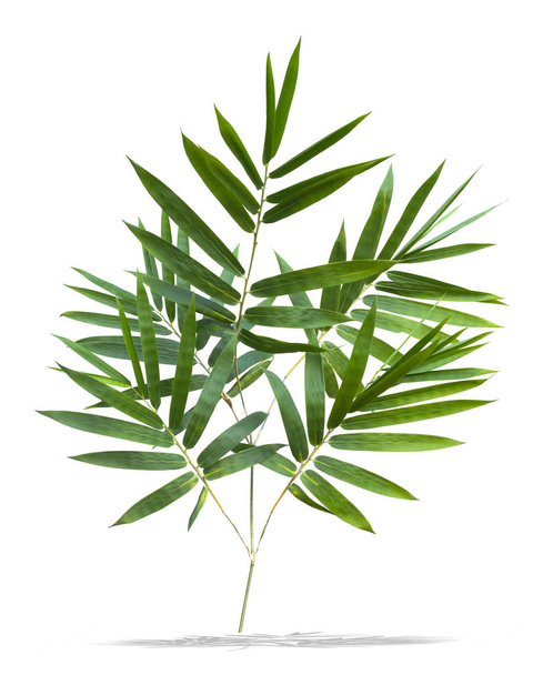 bamboo isolated on gray background with clipping path - Photo, Image