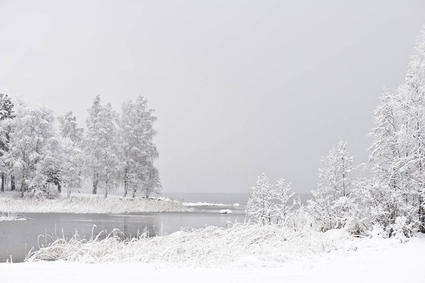 Winter landscape. Newly fallen snow covering lake shore and trees. - Photo, Image