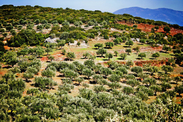 Oliveto a Kalamata, Peloponneso, Grecia sud-occidentale
. - Foto, immagini