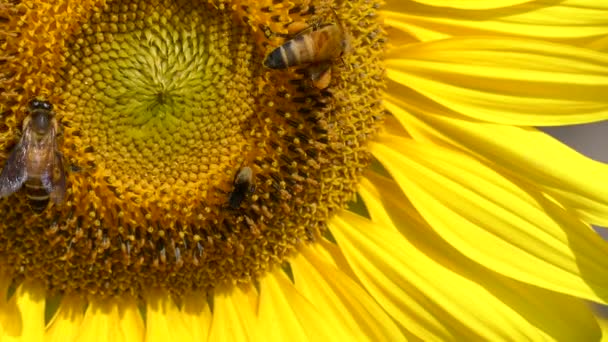 Pszczoły jedzenia słonecznika pyłek, - Materiał filmowy, wideo