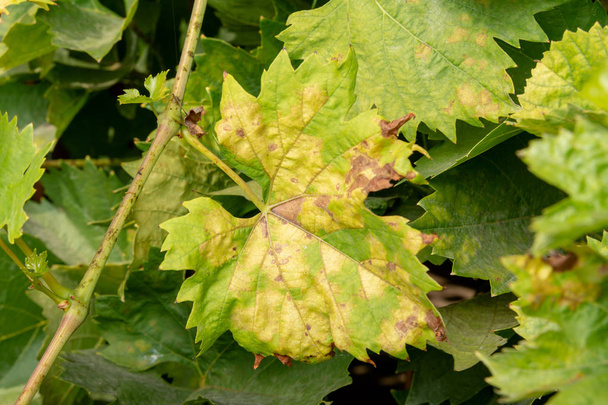 Doença de folhas e videiras de uma uva fecham da derrota de podridão e parasitas. O conceito de proteção da planta industrial de uvas
 - Foto, Imagem