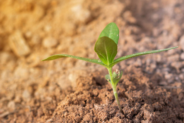 Growing plant on the soil with blurred background - Photo, Image
