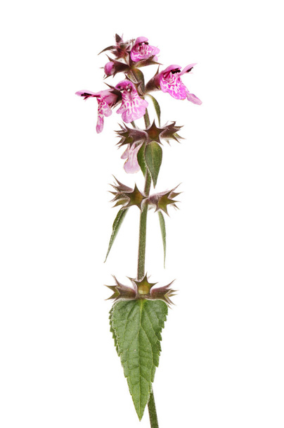 Marsh woundwort, Stachys palusris, flowers and foliage isolated against white - Foto, Imagen