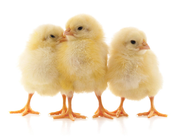 Three yellow chicks isolated on a white background. - Foto, afbeelding