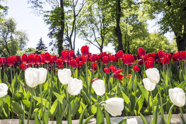 Acercamiento de flores (Tulipanes) en un día soleado de verano, Fondo natural
  - Foto, Imagen