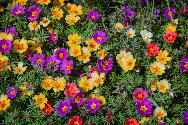 Sängyllä kauniita kukkia kukkivat Portulaca, eri värejä. Esitetty lähikuva
. - Valokuva, kuva