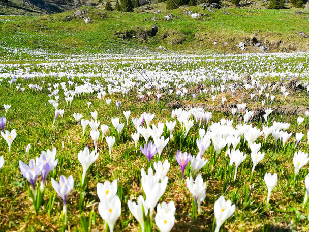 Field of spring pasqueflower. Mountain flowers on springtime - Photo, Image