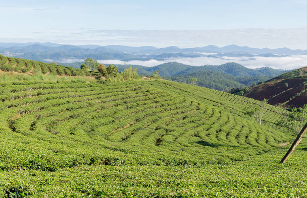 Unique background with fresh green tea leaves, tea hill, lonely tree and blue sky. Picture use for tea production, advertising, design, marketing, packaging and more - Photo, Image