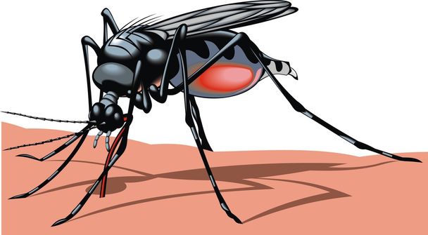 big mosquito - Vector, Image
