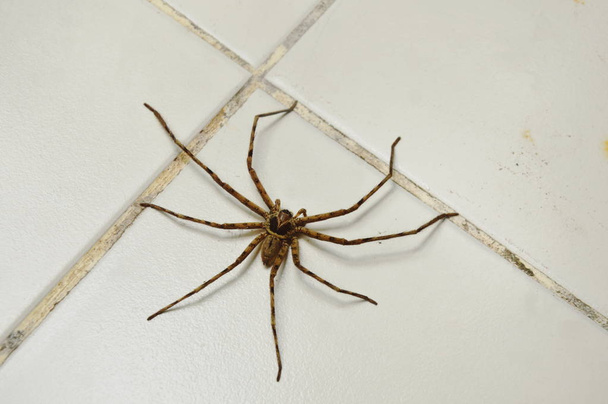  common huntsman spider crawling on home tile floor - Photo, Image