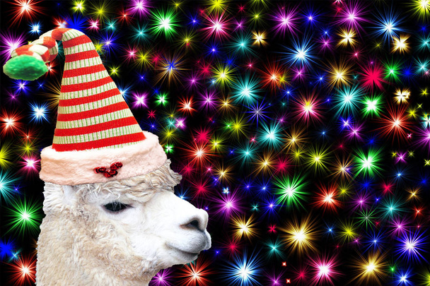 Funny carte d'animal de Noël un lama portant un chapeau d'elfe de Noël isolé sur un fond noir avec des étoiles colorées
 - Photo, image