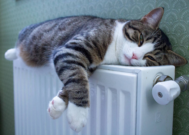 Пушистый полосатый кот лежит на теплом радиаторе отдыхает и расслабляется - Фото, изображение