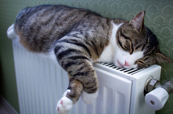Peludo listrado gato de estimação deitado no radiador quente descansa e relaxa - Foto, Imagem