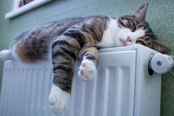 Chlupatá pruhovaná kočka ležící na teplém chladiči odpočívá a relaxuje - Fotografie, Obrázek