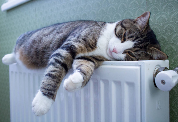 Furry striped pet cat lying on warm radiator rests and relaxes - Photo, Image