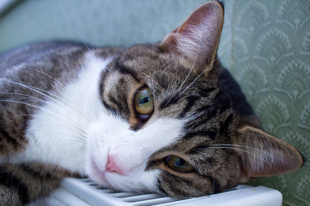 Pelzig gestreifte Katze liegt auf warmen Heizkörperstützen und entspannt - Foto, Bild