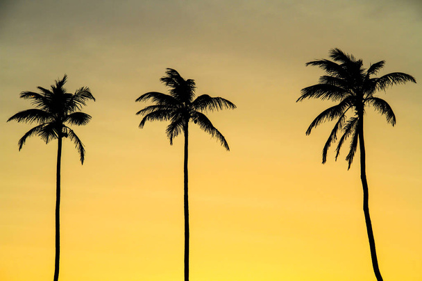 Palmbomen en prachtige gele zonsondergang in San Andres eiland, Colombia - Foto, afbeelding