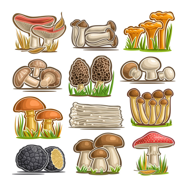Vector set of eatable Mushrooms, 12 cut out assorted abstract raw fungus for healthy nutrition, collection of isolated various cartoon mushrooms for design label on packaging of frozen food on white. - Вектор, зображення