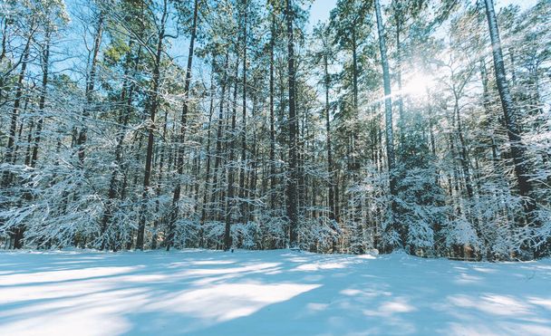 Blurred abstract winter forest background - 写真・画像