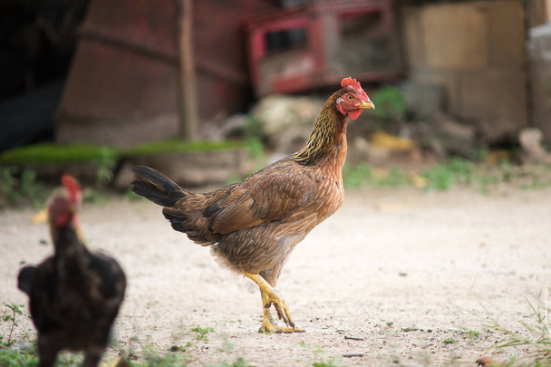 brown hen chicken standing one leg on sand ground floor - Fotó, kép