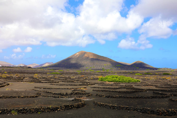 Scenic view of Wine-growing in La Geria on the volcanic island of Lanzarote, Canary Islands, Spain, Europe - Photo, Image