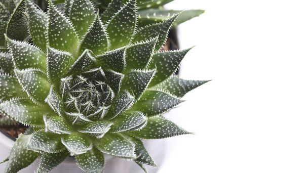 beautiful succulent plant background 16-9 on a white back drop ideal for gift cards,headers and baners  banners selective focus shot for copy space  - Foto, Imagen