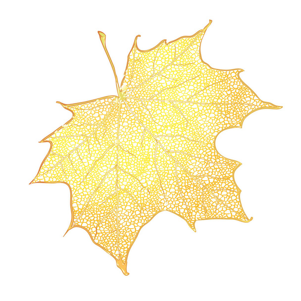 Hoja de arce amarillo aislada sobre fondo blanco. Ilustración vectorial detallada de hoja de otoño dibujada a mano. Decoración de temporada vintage otoño retro - Vector, imagen